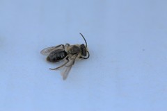 Melandrena