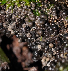Xylaria tuberiformis
