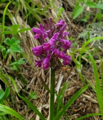 Dactylorhiza romana, photograph author not stated, no rights reserved