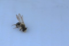 Melandrena