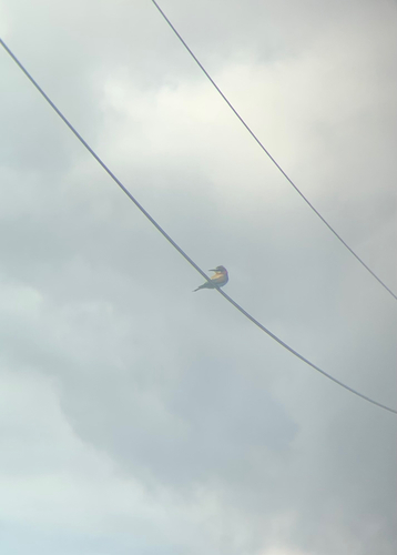 European Bee-eater
