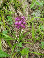 Dactylorhiza romana, photograph author not stated, no rights reserved