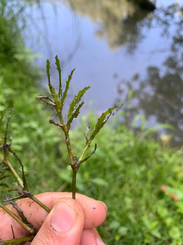 holly-leaved water nymph