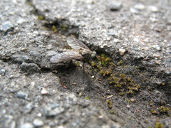 Rhagio