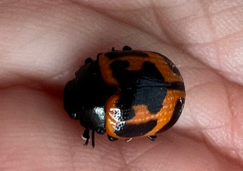 Swamp Milkweed Leaf Beetle