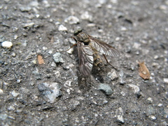 Rhagio