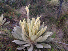 Espeletia barclayana