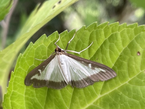 Box Tree Moth