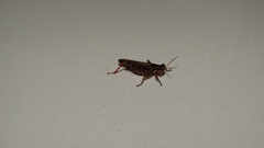 Orthoptera