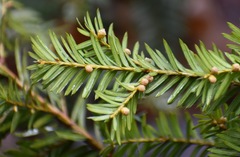 Taxus canadensis