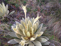 Espeletia barclayana