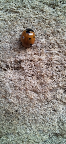 Seven-spotted Lady Beetle