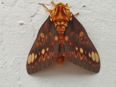 Citheronia bellavista