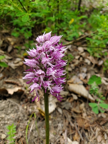 Orchis simia, photograph 5