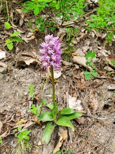 Orchis simia, photograph 6