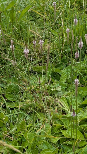 Hoary Plantain