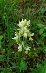 Dactylorhiza romana, photograph author not stated, no rights reserved