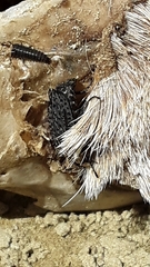 Thanatophilus lapponicus