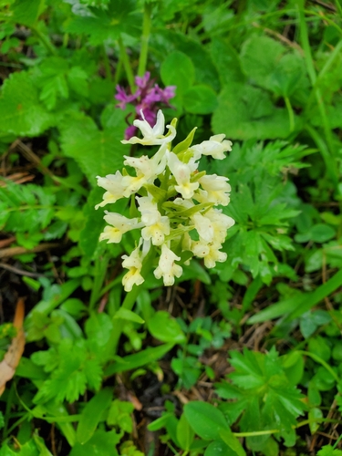 Dactylorhiza romana