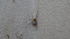 Latrodectus geometricus