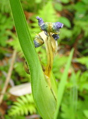 Iris virginica