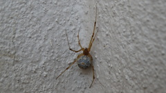 Latrodectus geometricus