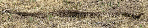 iNaturalist observation photo of Northern Pacific Rattlesnake