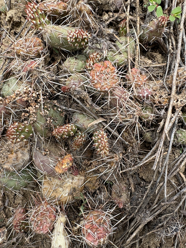 Brittle Pricklypear