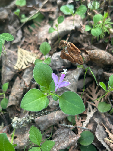 fringed polygala