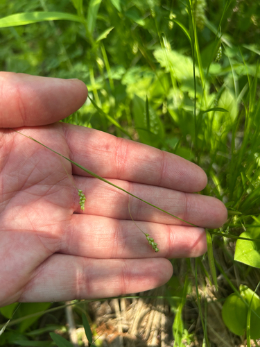 hair-like sedge