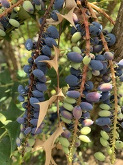 Berberis
