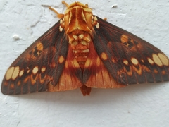Citheronia bellavista