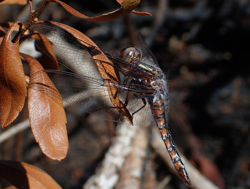 Blue Corporal (Ladona deplanata), a species recorded in North Carolina