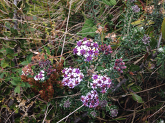 Linochilus phylicoides