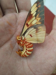 Citheronia bellavista