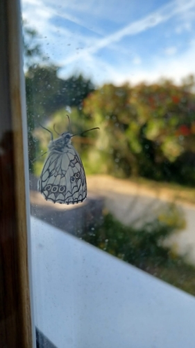 Marbled White