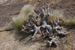Pachypodium densiflorum