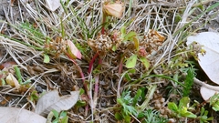 Trifolium glomeratum, photograph author not stated, no rights reserved