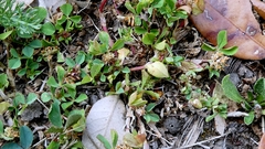 Trifolium glomeratum, photograph author not stated, no rights reserved
