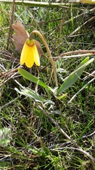 Fritillaria pudica
