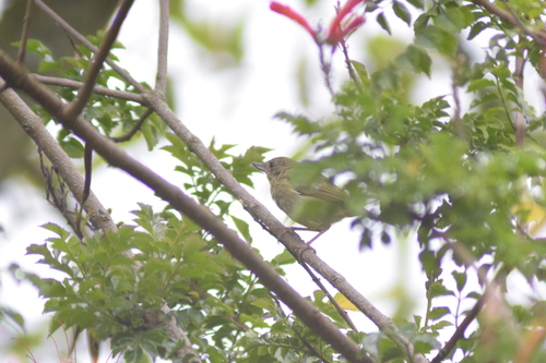 Rusty Flowerpiercer (Diglossa sittoides), photo 5