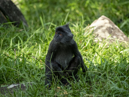 Selangor Silvery Langur