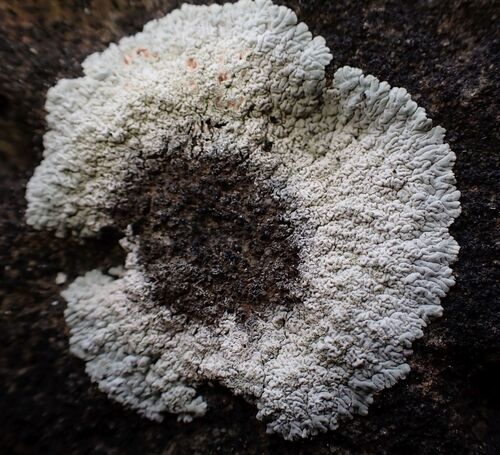 White Pleated Lichen