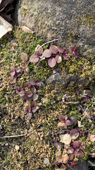 Lysimachia nummularia