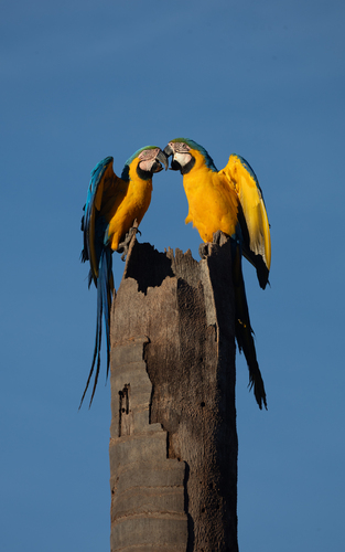 Blue-and-yellow Macaw