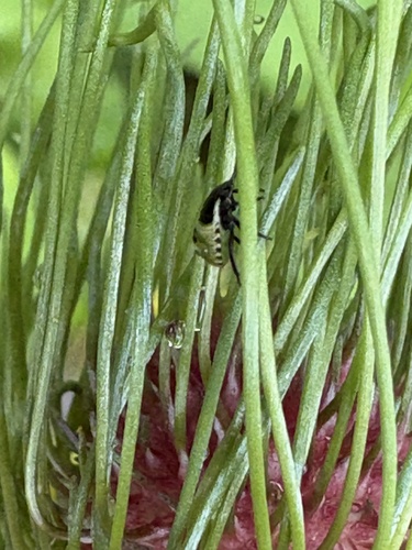 Green Shield Bug