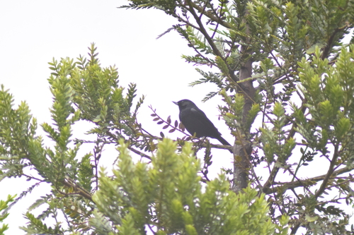 Black Flowerpiercer (Diglossa humeralis), photo 3