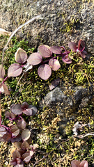 Lysimachia nummularia