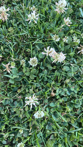 white clover