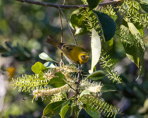 Guira Tanager